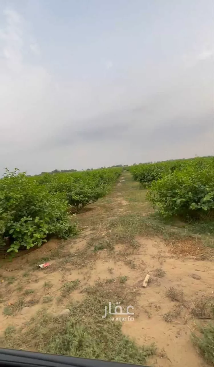 أرض للإيجار في شارع الظبيه 2149 ، صبيا ، صبيا صورة 2