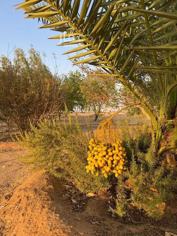 مزرعة للبيع في حي مزارع المغيدر, مدينة المجمعة, منطقة الرياض 6