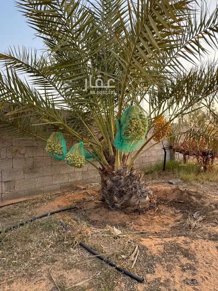 مزرعة للبيع في حي مزارع المغيدر, مدينة المجمعة, منطقة الرياض صورة 3