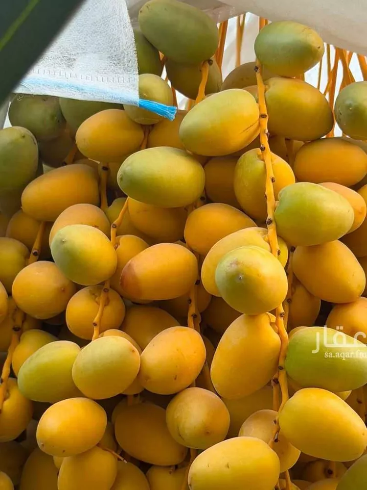 مزرعة للبيع في شارع الحارث بن عمير الازدي, حي وسيلة, مدينة المزاحمية, منطقة الرياض صورة 3
