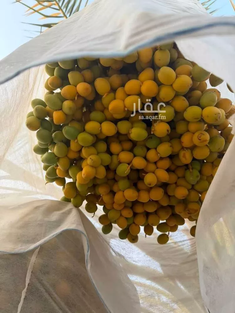 مزرعة للبيع في شارع الحارث بن عمير الازدي, حي وسيلة, مدينة المزاحمية, منطقة الرياض صورة 5