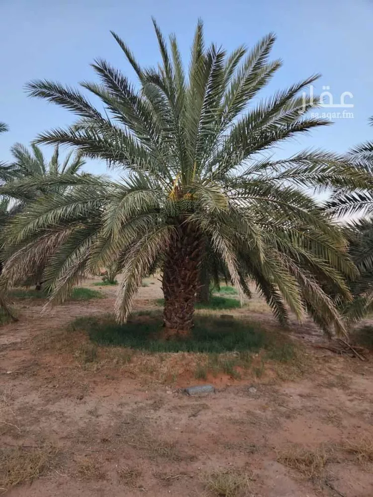 مزرعة للبيع في مدينة ثادق, منطقة الرياض صورة 2