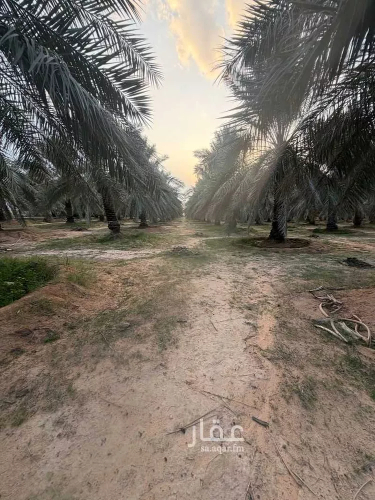 مزرعة للبيع في شارع عبدالله بن العباس, حي ضب روضان, مدينة البصر, منطقة القصيم صورة 2