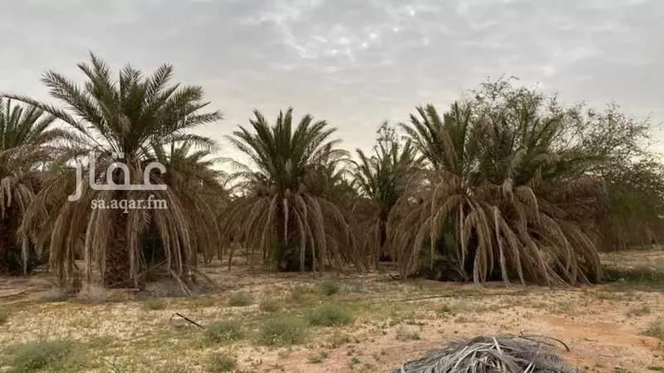 مزرعة للبيع في شارع 7726949, حي أم الشعال, مدينة الرياض, منطقة الرياض صورة 2