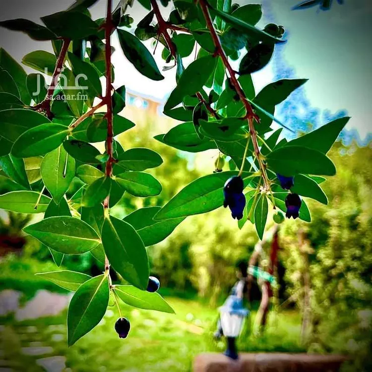 مزرعة للبيع في شارع 4031037, حي الهدا, مدينة الطائف, منطقة مكة المكرمة صورة 2