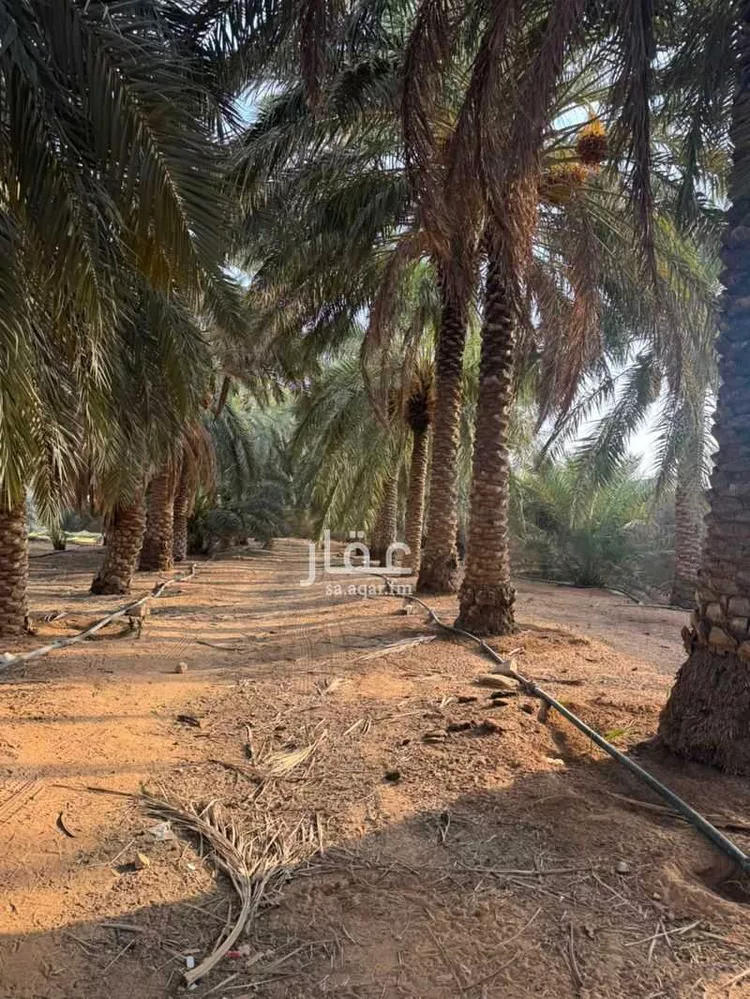مزرعة للبيع في شارع أحمد بن مسعود, حي الرايسية, مدينة عنيزة, منطقة القصيم 13