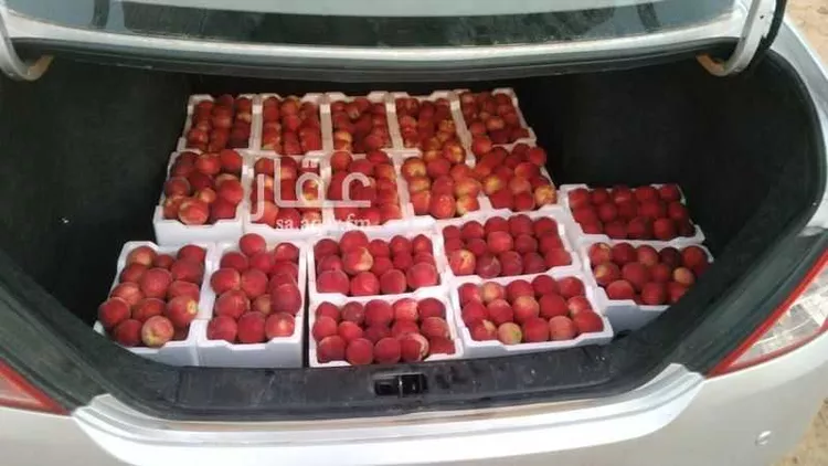 مزرعة للبيع في حي مزارع كبد, مدينة مزارع كبد, منطقة القصيم صورة 4