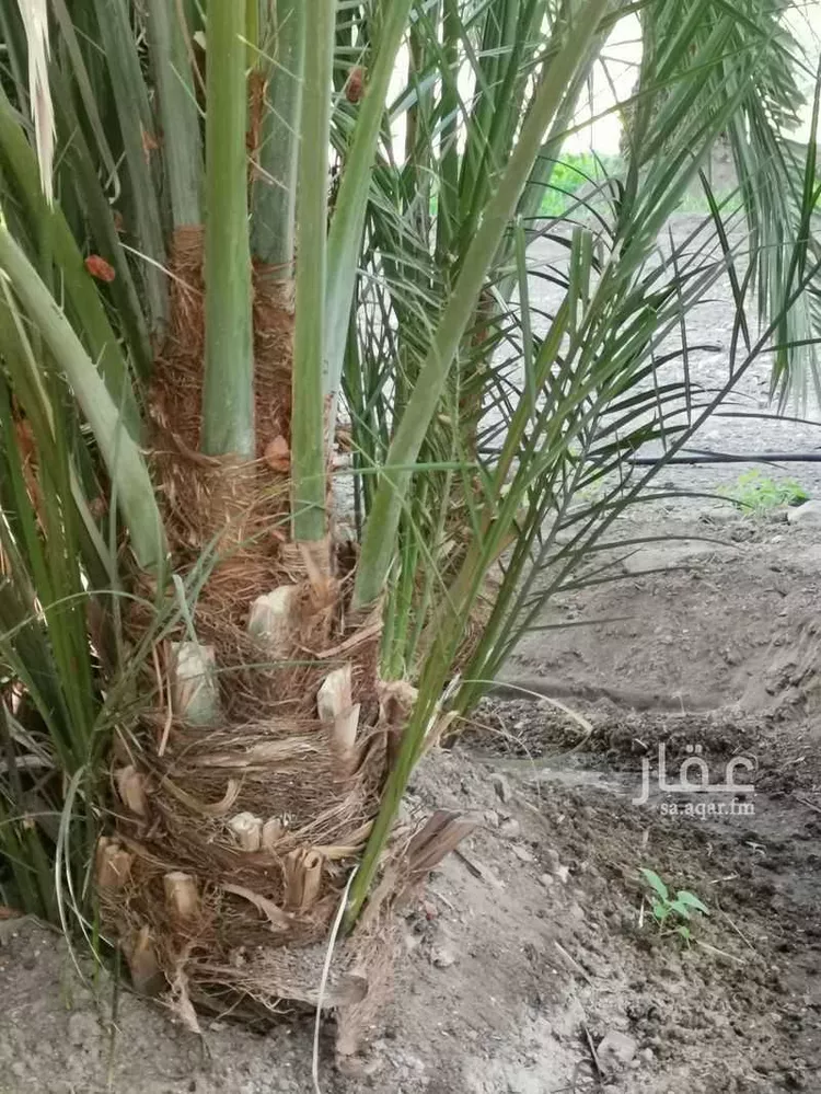 Farm for Sale in Medina Al Balqaa