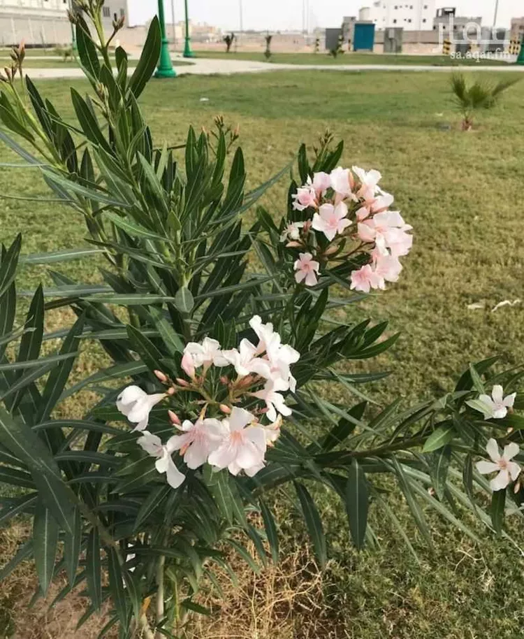عمارة للبيع في شارع العلاء بن الحضرمي, حي ضاحية الملك فهد, مدينة الدمام, المنطقة الشرقية