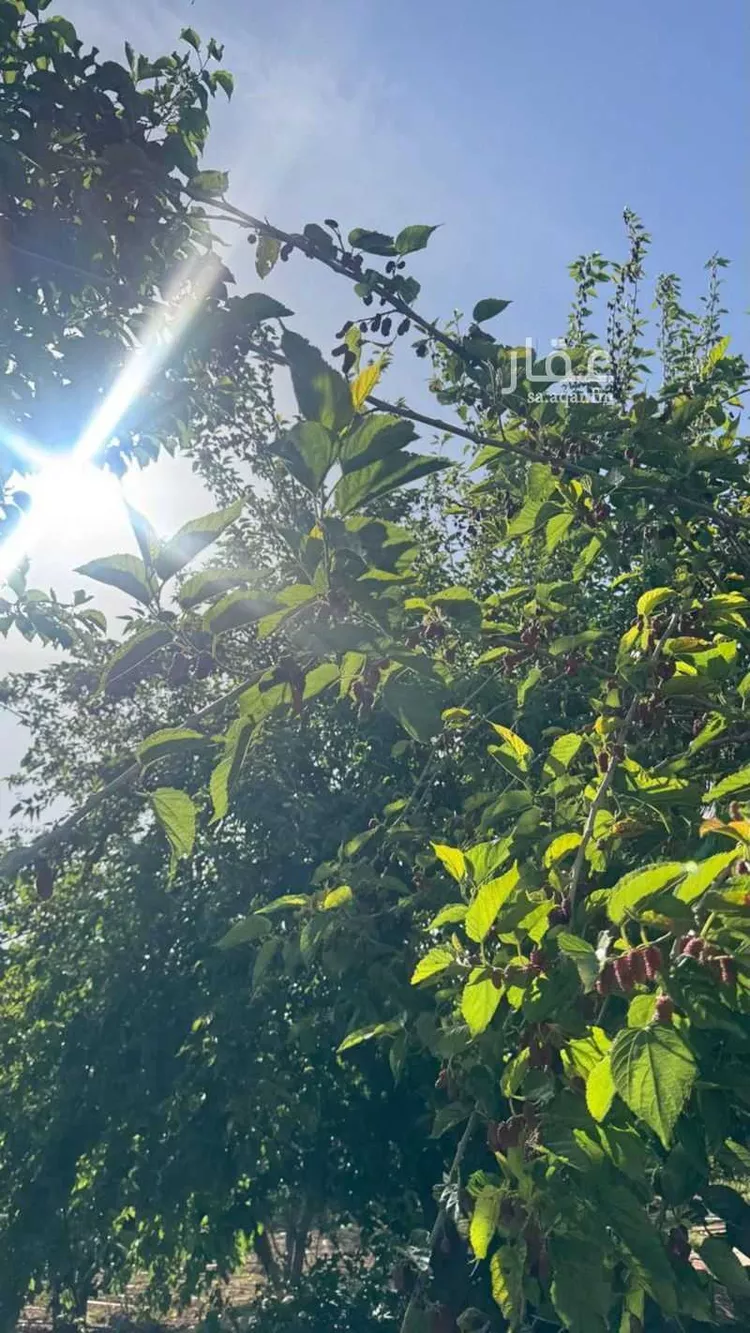 أرض للبيع في طريق الهدا ، حي الهدا ، الطائف ، الطائف صورة 5