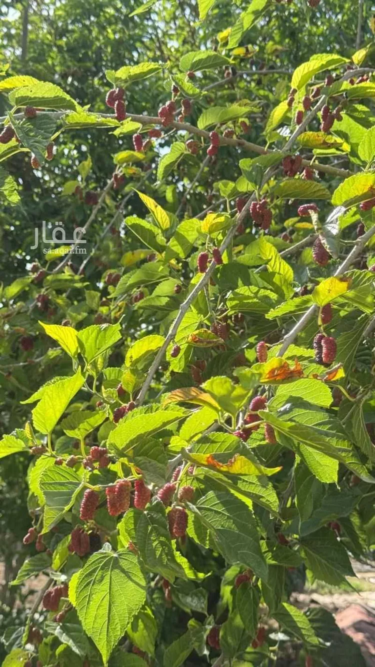 أرض للبيع في طريق الهدا ، حي الهدا ، الطائف ، الطائف صورة 4