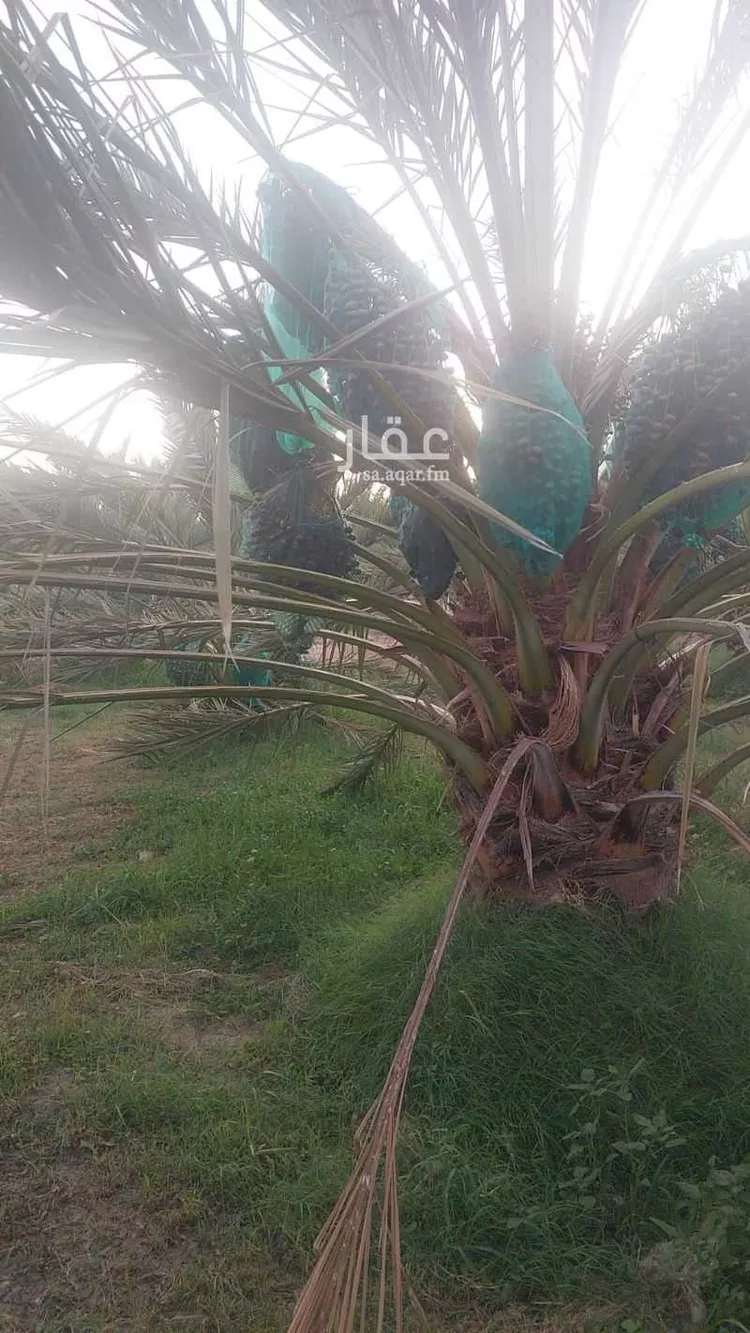 مزرعة للبيع في حي الصادقية, مدينة المدينة المنورة, منطقة المدينة المنورة 6