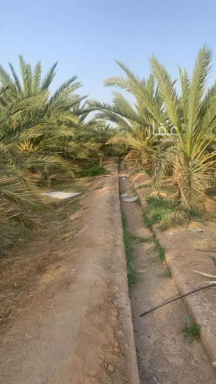 مزرعة للبيع في حي الصادقية, مدينة المدينة المنورة, منطقة المدينة المنورة صورة 4