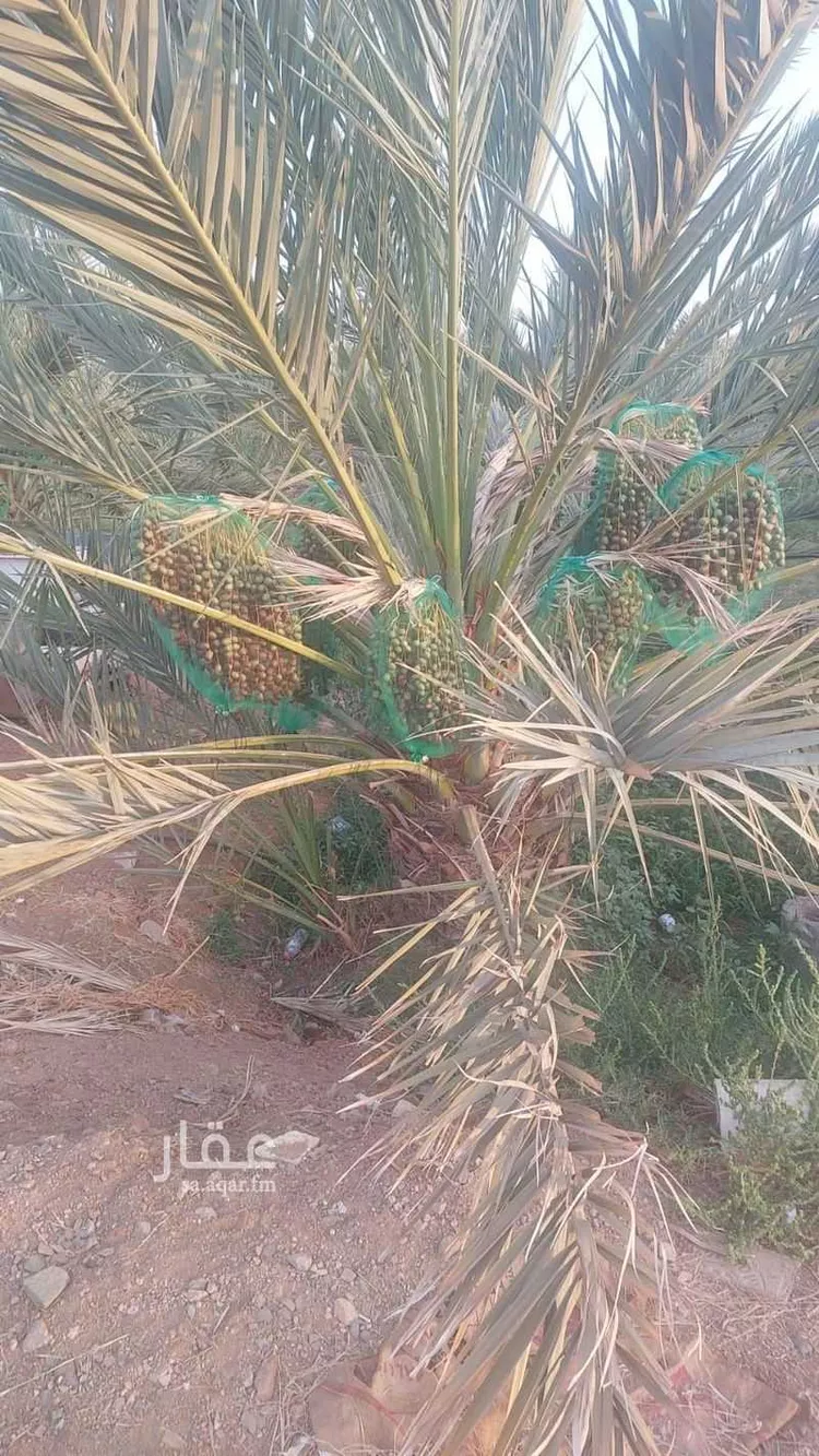 مزرعة للبيع في حي الصادقية, مدينة المدينة المنورة, منطقة المدينة المنورة صورة 2