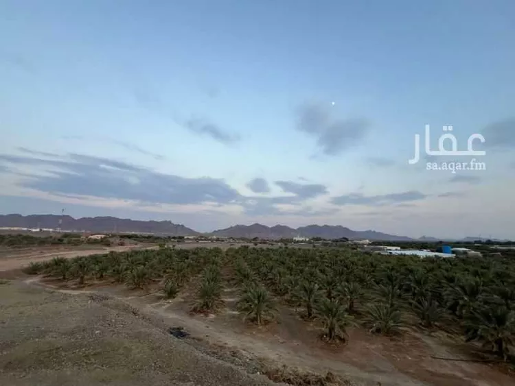 مزرعة للبيع في شارع عبدالمحسن المنيع ، حي الهدراء ، المدينة المنورة ، منطقة المدينة المنورة صورة 5