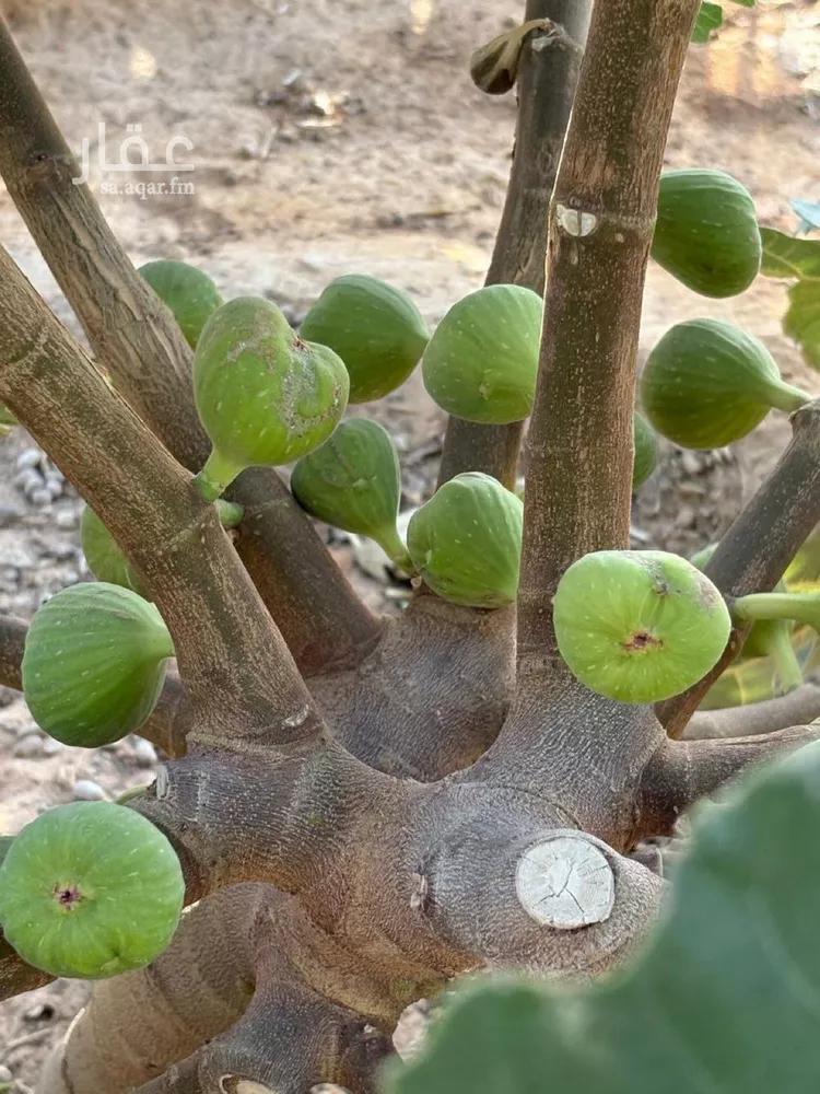 مزرعة للبيع في مدينة هجره دبيان, منطقة الرياض 14