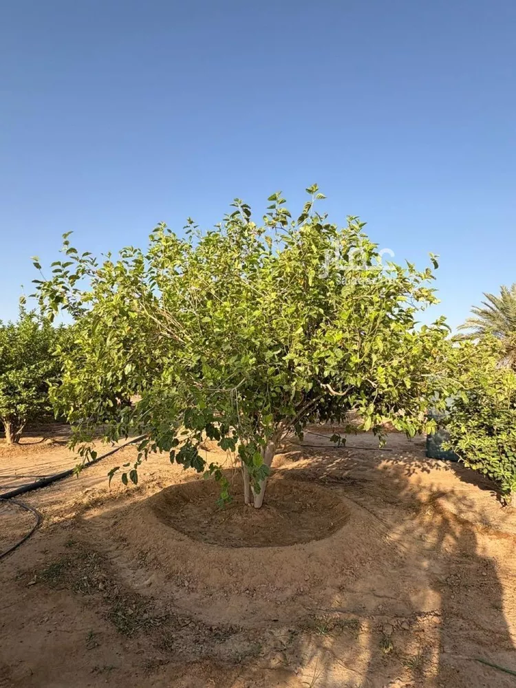 مزرعة للبيع في مدينة هجره دبيان, منطقة الرياض 25