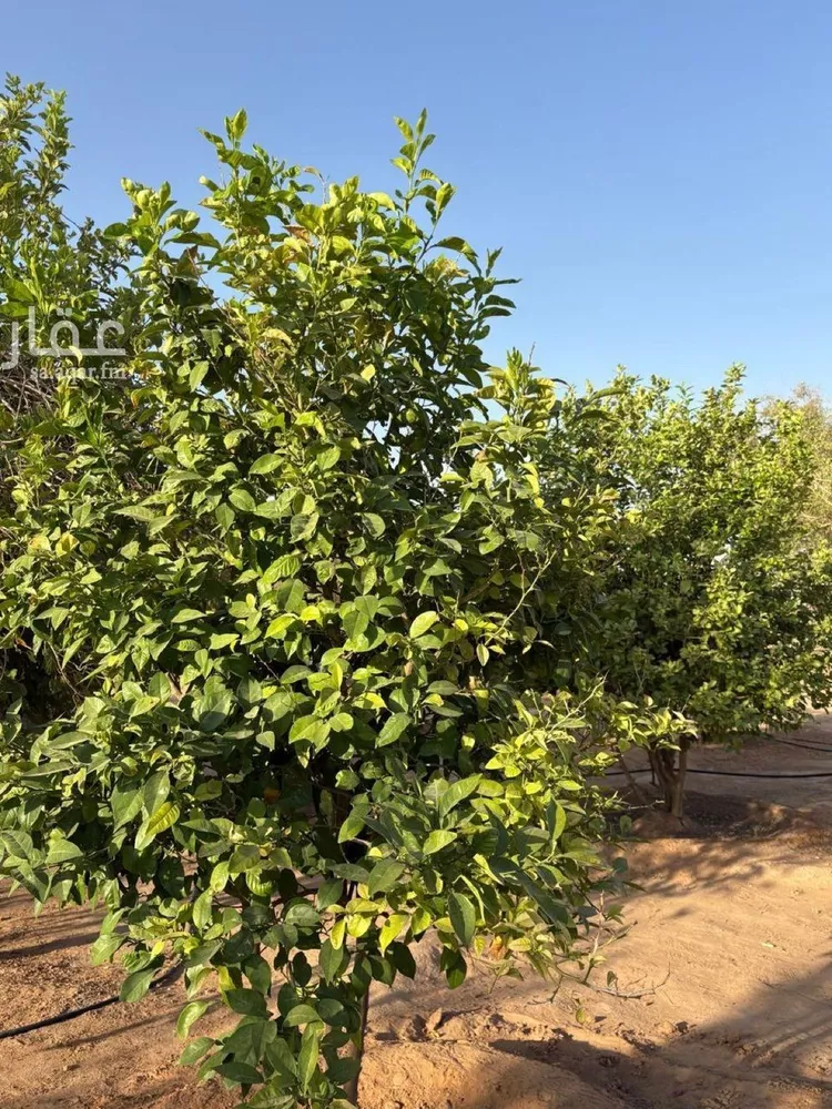 مزرعة للبيع في مدينة هجره دبيان, منطقة الرياض 22