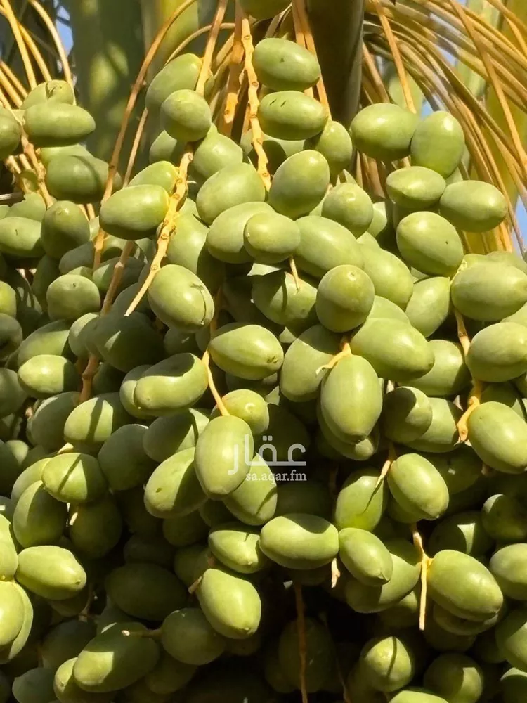مزرعة للبيع في مدينة هجره دبيان, منطقة الرياض 9