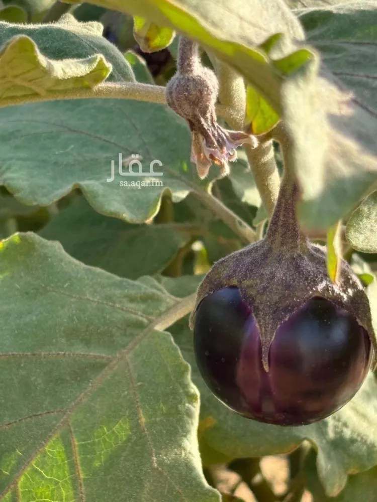 مزرعة للبيع في مدينة هجره دبيان, منطقة الرياض 11
