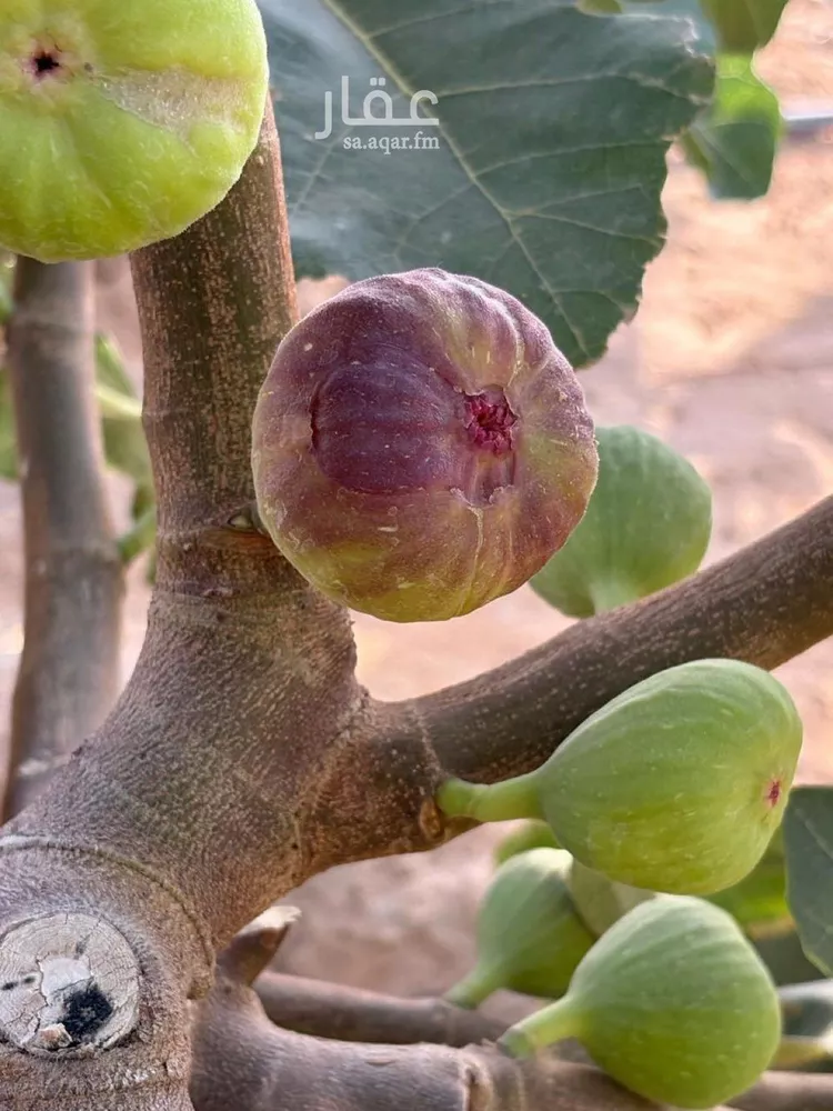 مزرعة للبيع في مدينة هجره دبيان, منطقة الرياض 13