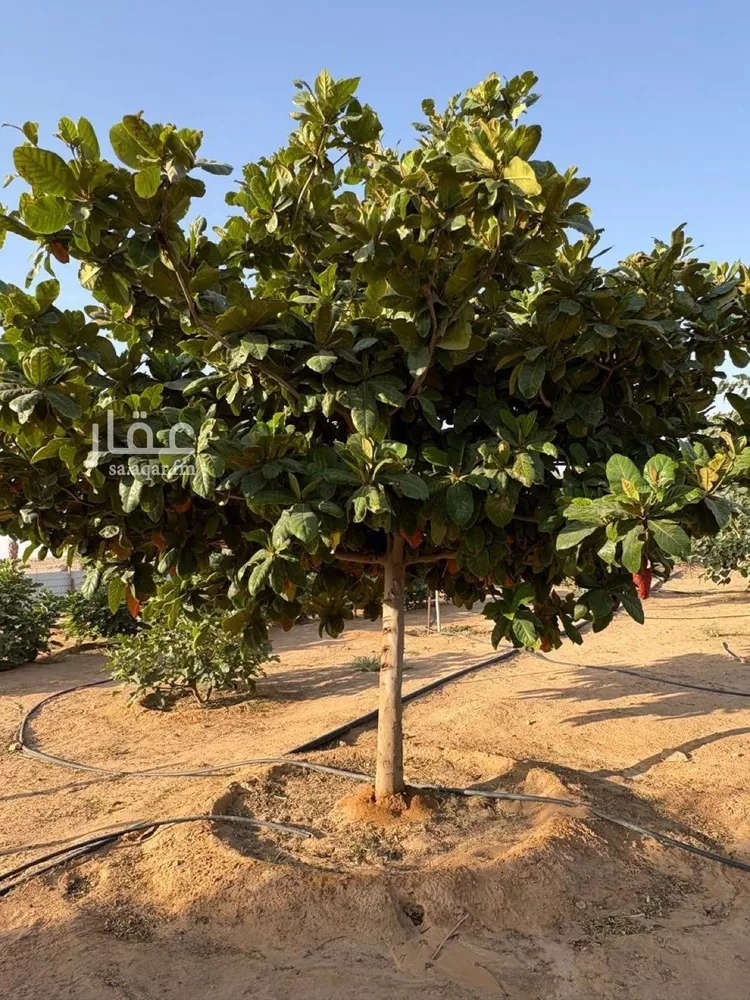 مزرعة للبيع في مدينة هجره دبيان, منطقة الرياض 18