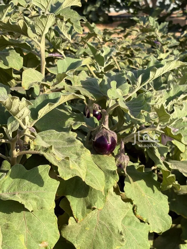 مزرعة للبيع في مدينة هجره دبيان, منطقة الرياض 12