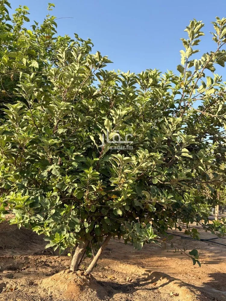 مزرعة للبيع في مدينة هجره دبيان, منطقة الرياض 21