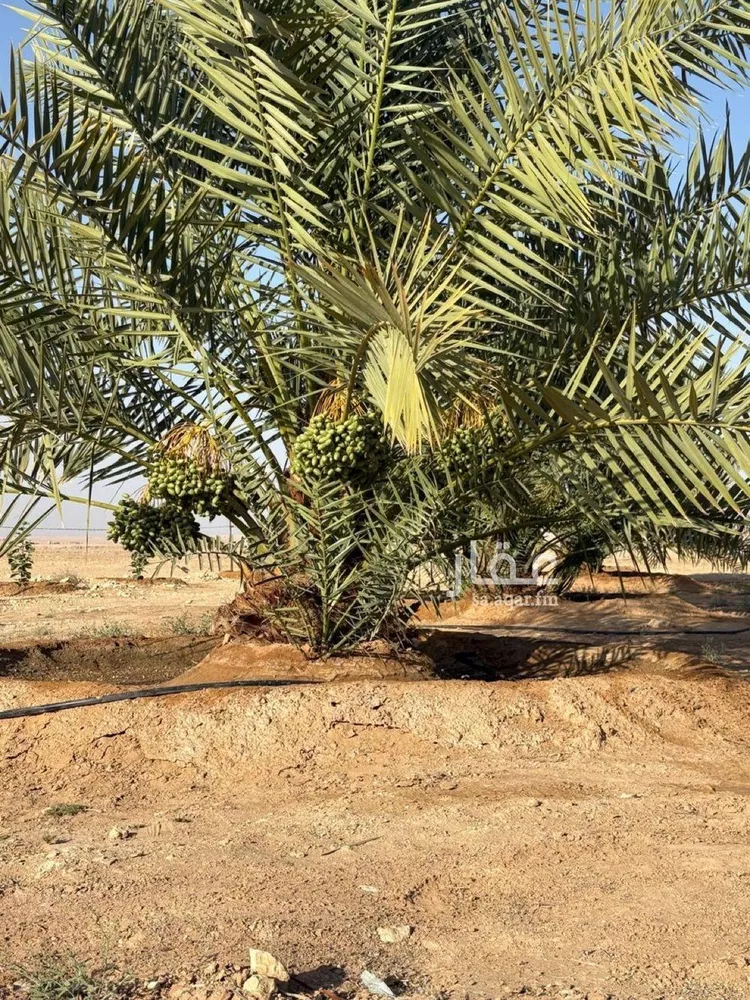 مزرعة للبيع في مدينة هجره دبيان, منطقة الرياض 6