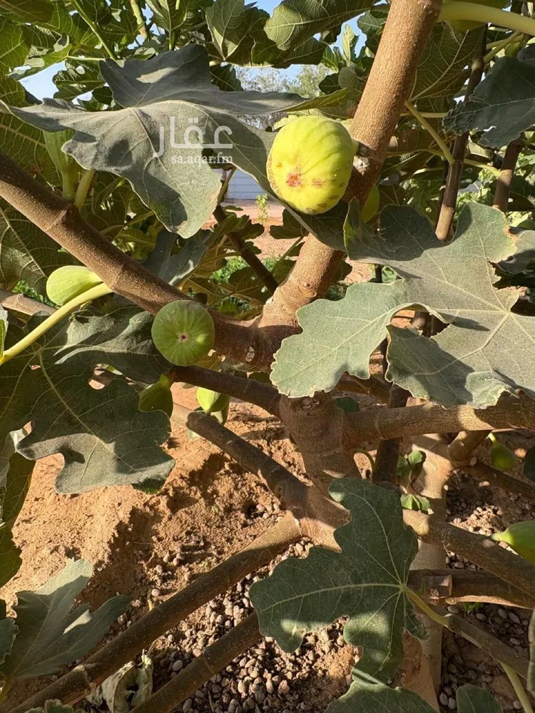 مزرعة للبيع في مدينة هجره دبيان, منطقة الرياض 16