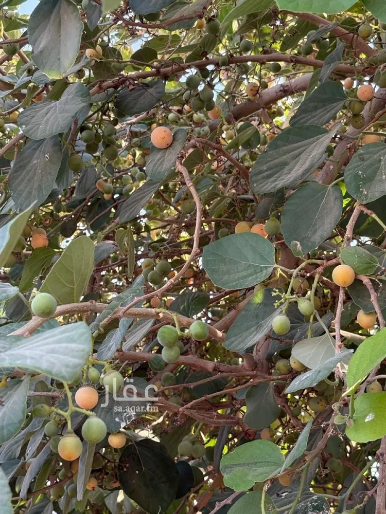 مزرعة للبيع في مدينة هجره دبيان, منطقة الرياض 20