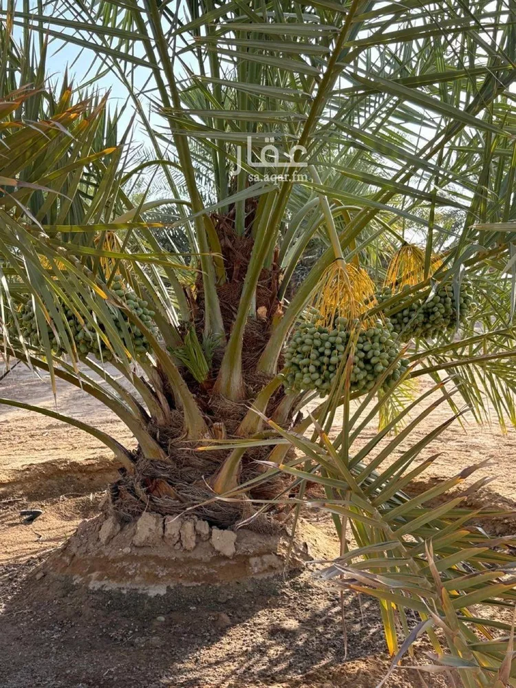 مزرعة للبيع في مدينة هجره دبيان, منطقة الرياض 7
