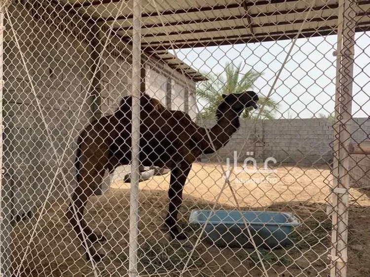 مزرعة للبيع في شارع رأس تنورة 1097 ، الجعيمة ، راس تنورة