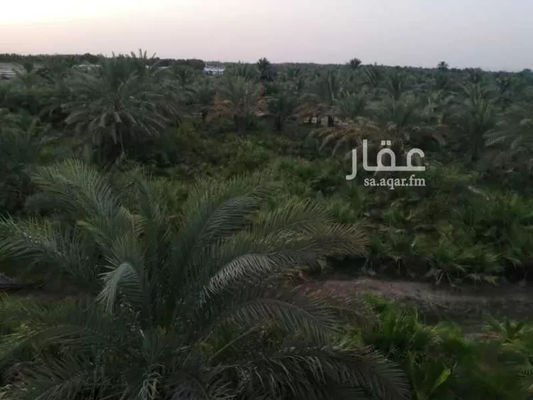 مزرعة للبيع في شارع رأس تنورة 1097 ، الجعيمة ، راس تنورة صورة 3