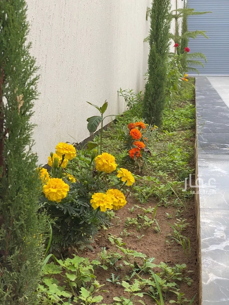 استراحة للإيجار في شارع مافيه اسم , حي السحاب, مدينة أحد رفيدة - الواديين, منطقة عسير صورة 3