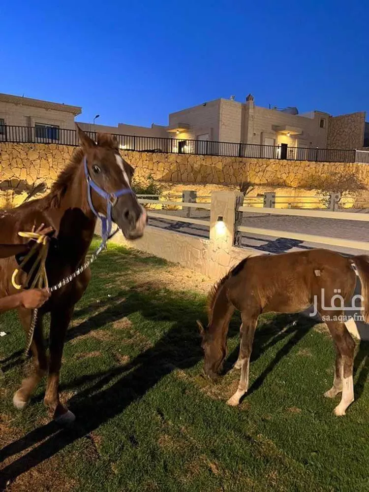 شاليه واستراحة للحجز في شارع العماريه 158 ، العمارية ، الدرعية 11