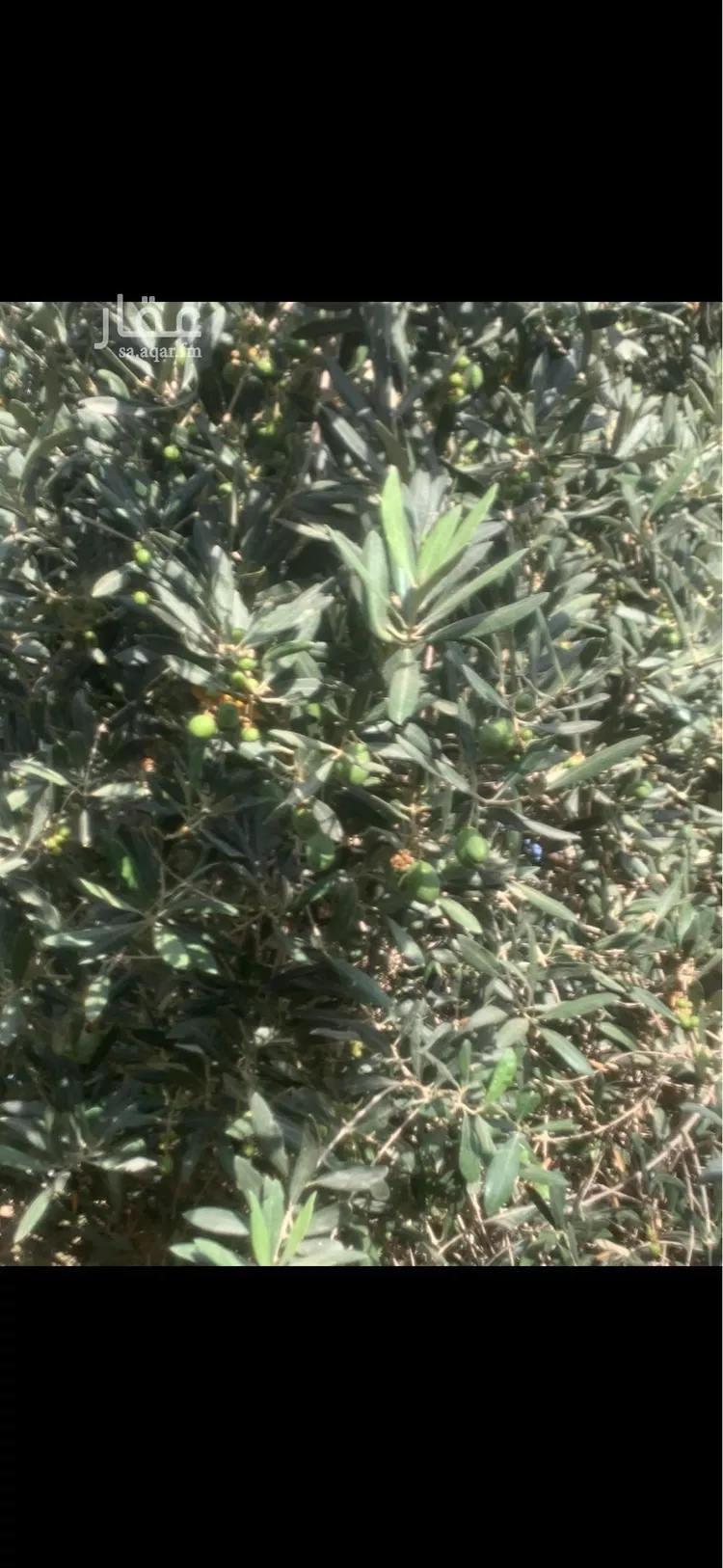 أرض للبيع في مدينة مخطط استراحات العماريه, منطقة الرياض صورة 5