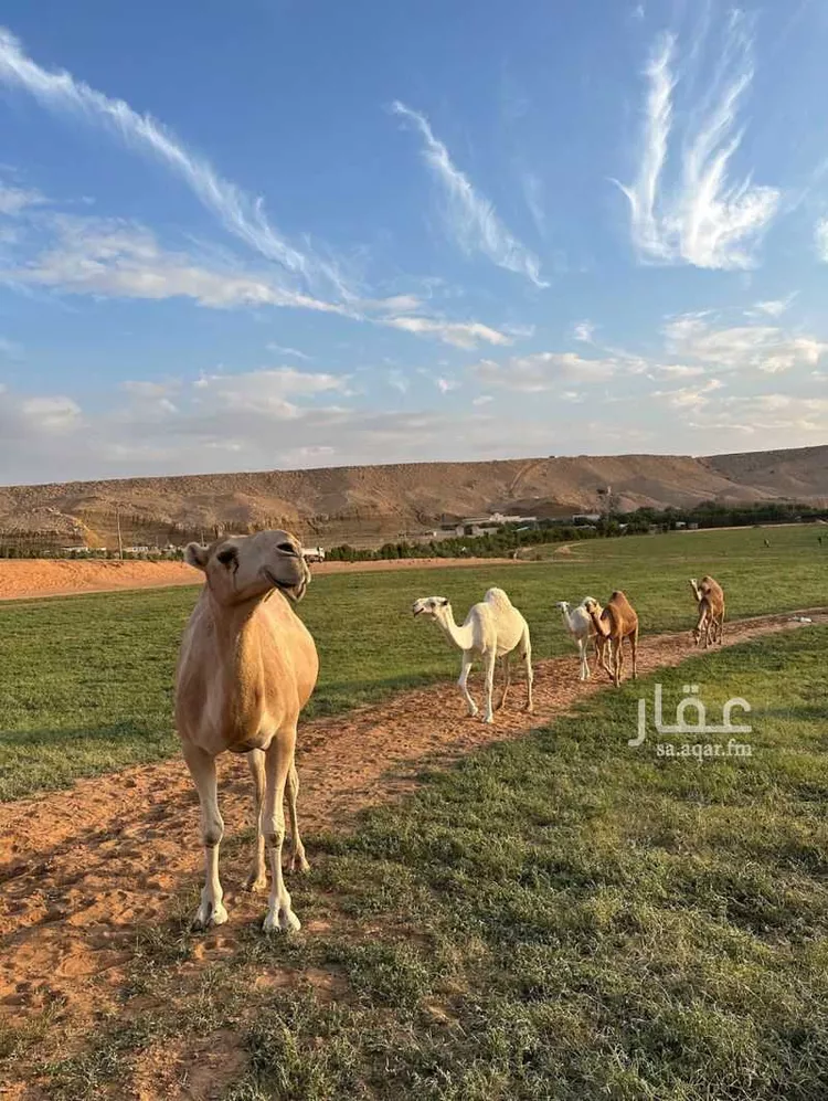 مزرعة للبيع في شارع طريق نساح, مدينة المزاحميه, منطقة الرياض صورة 4