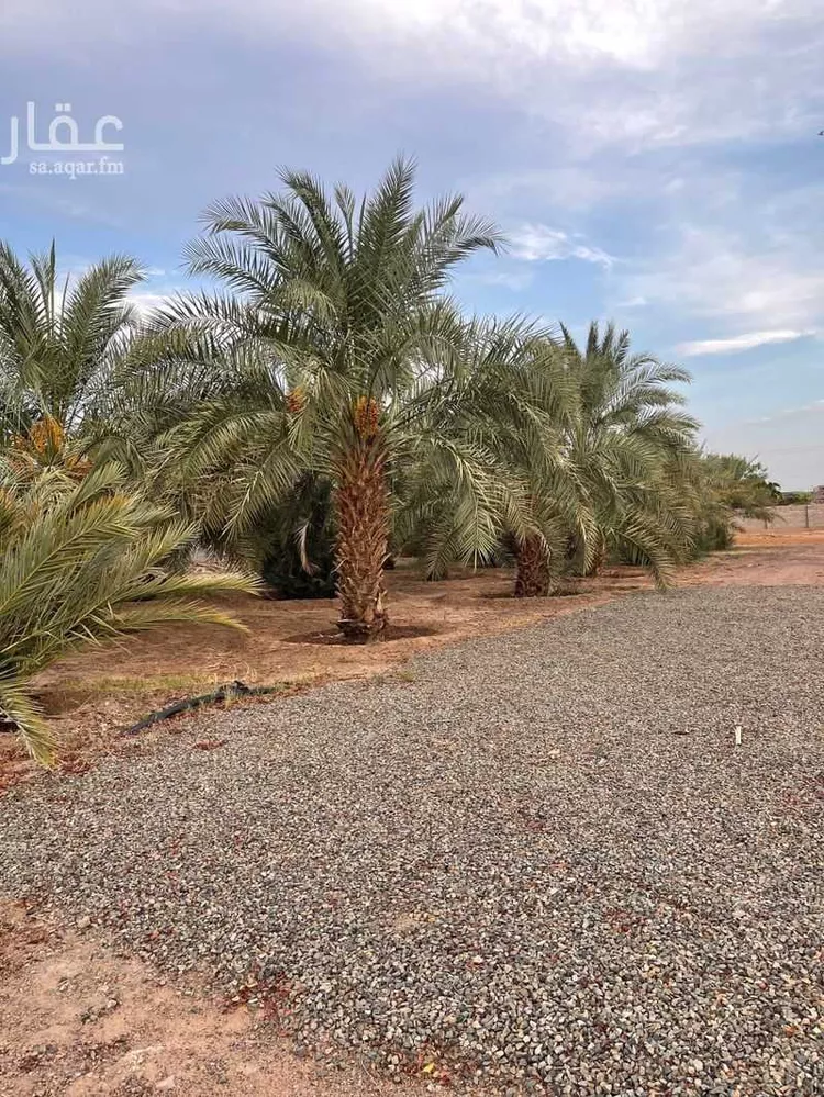 مزرعة للبيع في شارع بواط, حي المليليح, مدينة المدينة المنورة, منطقة المدينة المنورة صورة 2