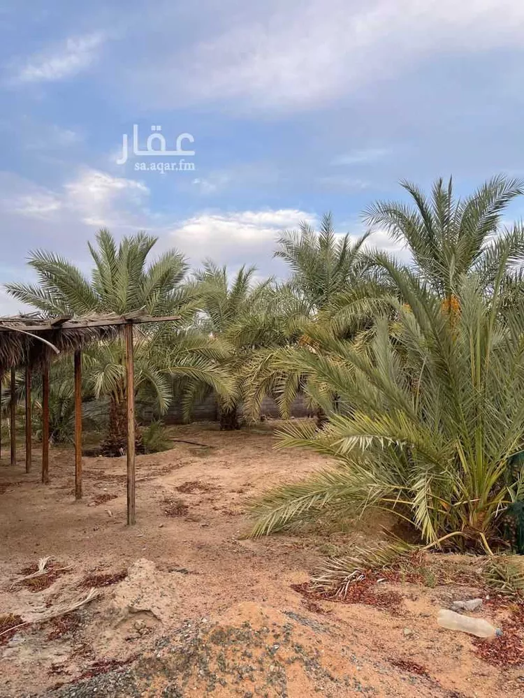 مزرعة للبيع في شارع بواط, حي المليليح, مدينة المدينة المنورة, منطقة المدينة المنورة صورة 4