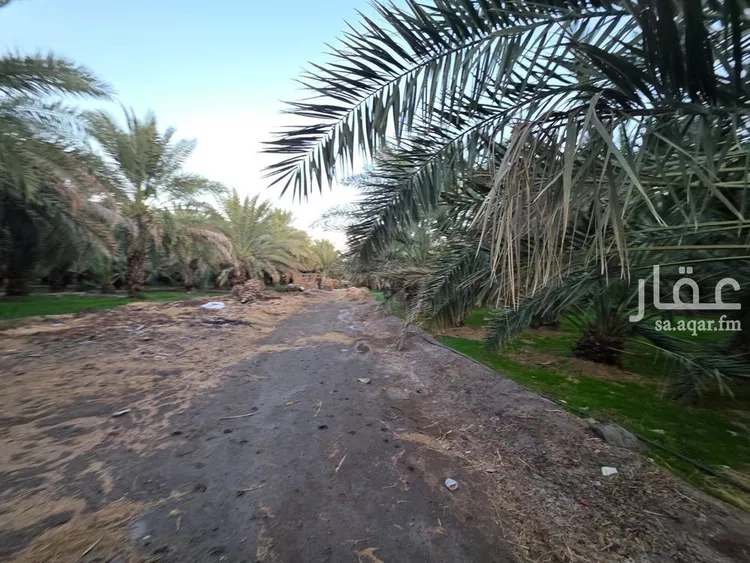 مزرعة للبيع في شارع 000, حي الصادقية, مدينة المدينة المنورة, منطقة المدينة المنورة صورة 5