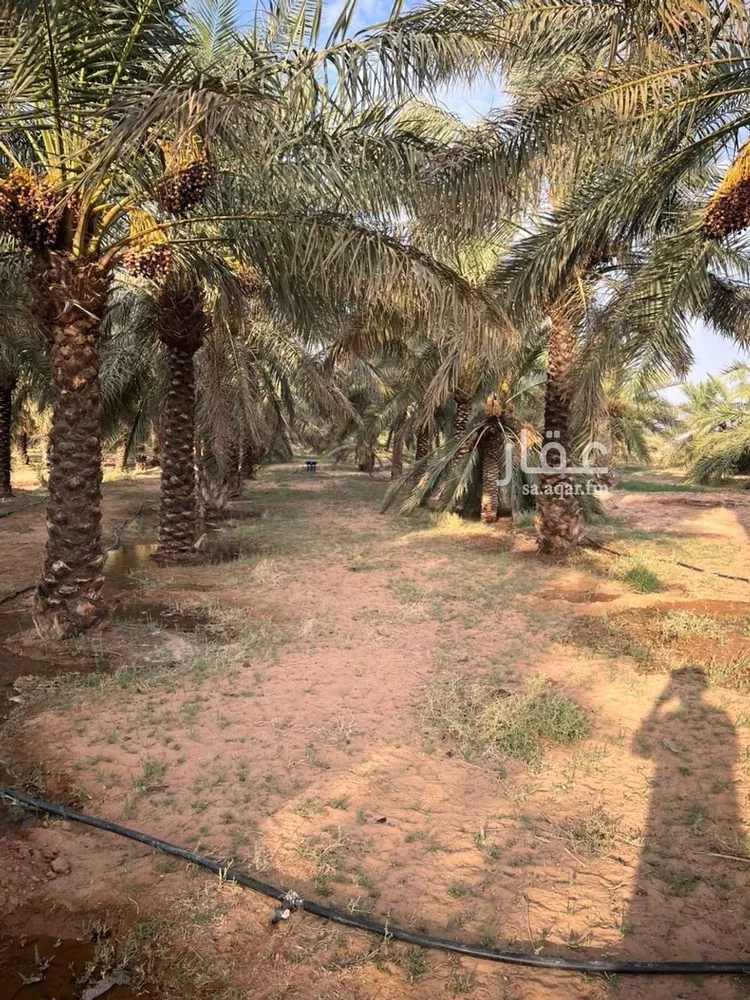 مزرعة للبيع في شارع 000, حي بدائع ريمان الشمالي, مدينة بدائع ريمان الشمالي, منطقة القصيم صورة 2