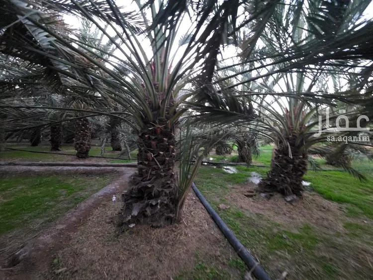 مزرعة للبيع في شارع 000, حي الصادقية, مدينة المدينة المنورة, منطقة المدينة المنورة صورة 3