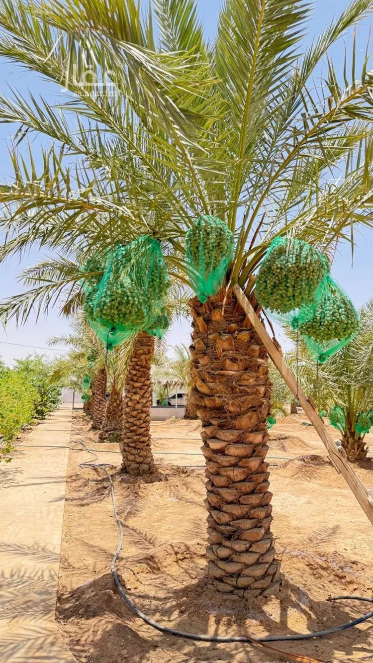 أرض للبيع في شارع هند بن حارثه, حي العليا, مدينة الجلة, منطقة الرياض 20