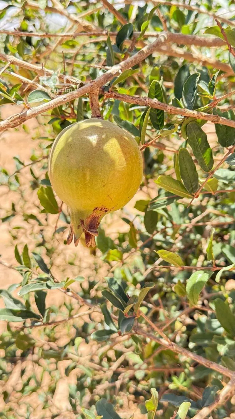 أرض للبيع في شارع هند بن حارثه, حي العليا, مدينة الجلة, منطقة الرياض 19