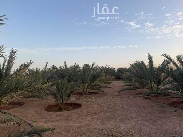 مزرعة للبيع في شارع غير مسمى, مدينة الضميريه, منطقة المدينة المنورة صورة 3