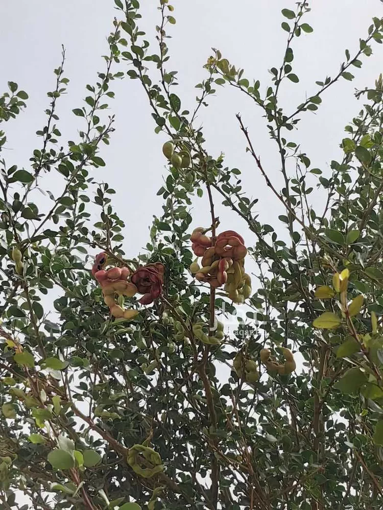استراحة للبيع في شارع يعقوب بن داوود , حي الريحان, مدينة الخرج, منطقة الرياض صورة 2