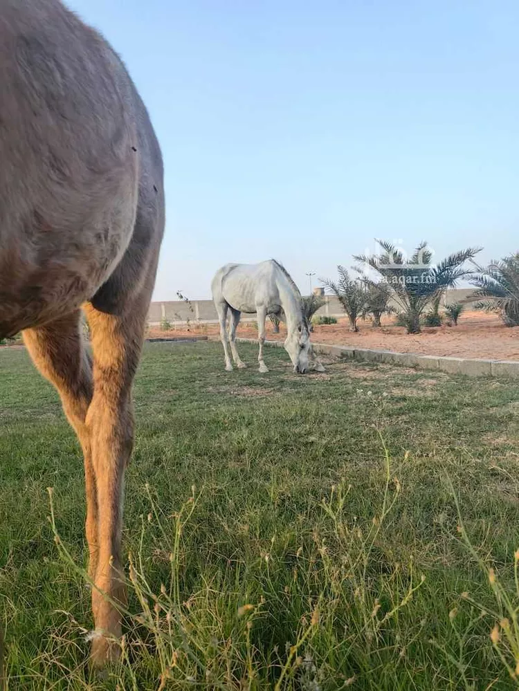 مزرعة للبيع في شارع يعقوب بن داوود , حي الريحان, مدينة الخرج, منطقة الرياض 15