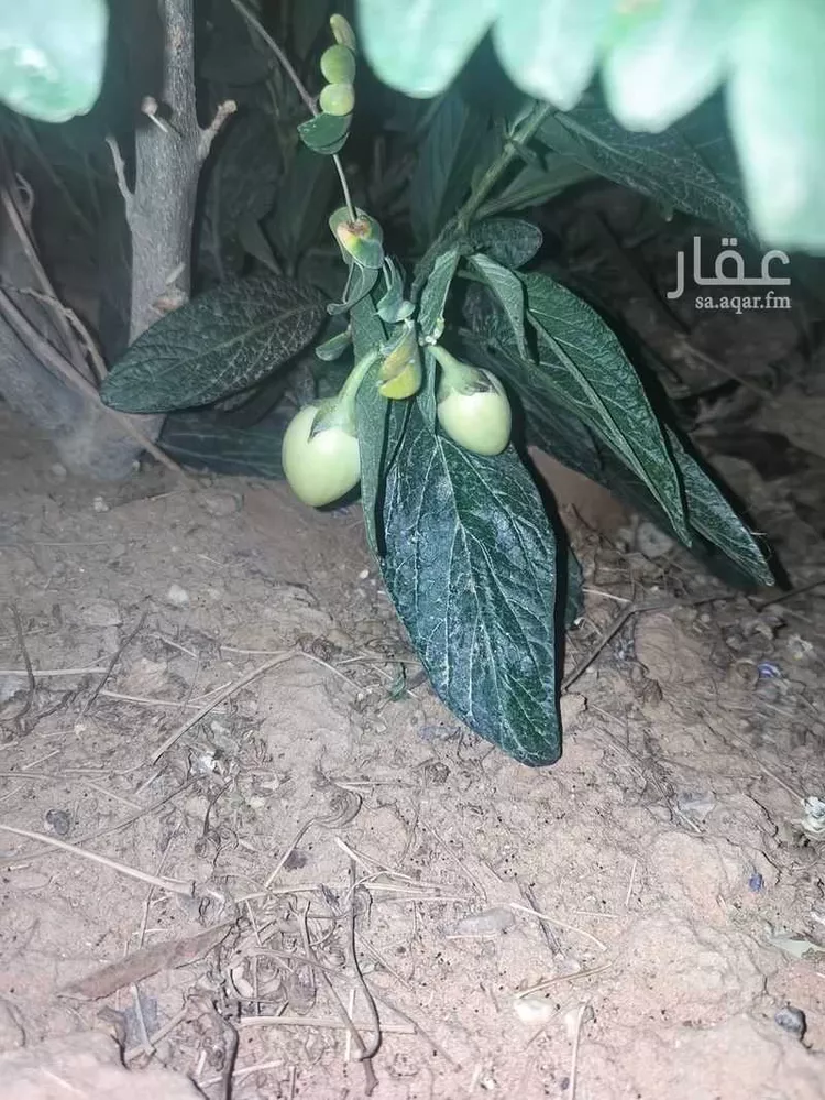 مزرعة للبيع في شارع يعقوب بن داوود , حي الريحان, مدينة الخرج, منطقة الرياض 10