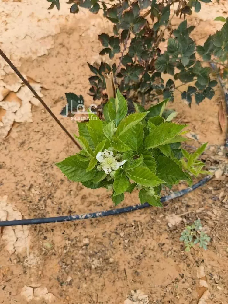 استراحة للبيع في شارع يعقوب بن داوود , حي الريحان, مدينة الخرج, منطقة الرياض صورة 5
